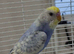 Young budgies pair in London