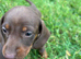 Miniature dachshund pups kc reg
