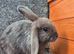 Male Rabbits