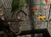 Semi tamed ringneck for sale