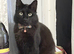 We have a beautiful black Maine coon 5 months old