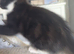 Kitten looking for loving home
