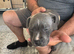 ready to go staff puppy for sale
