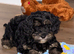 Gorgeous tiny toy cockapoo puppy