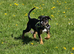 Staffy cross Rotty