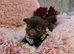 Xx Quality chihuahua longcoat chocolate Xx