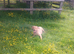 Chunky lovely labrador girl looking for new home