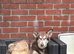 Red pedigree Siberian husky female