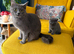 10week old girl BSH