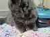 British short haired cross kittens for sale