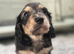 Kc Dapple mini long haired Dachshund