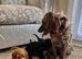 Cocker spaniel pups