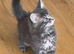 Pedigree maine coon kittens