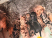 Miniature Wirehaired Dachshund Puppies. KC Reg.