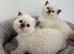 British shorthair kittens