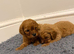 F1 Cavapoo Puppies for sale