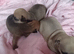 2 girls & 1 boy chihuahua puppies