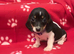 Rare and unique piebald miniature dachshund pups