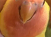 Baby Lutino lovebird