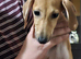 4 lurcher puppies