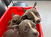 Micro bullies Ready to go