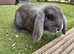 Gorgeous Pure Bred Mini Lop Rabbits