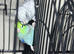 Baby parrotlets Glasgow
