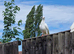White pigeon for sale