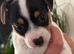 Jack Russell Poppy girl