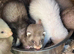 Baby Ferrets &ndash; Boys & Girls Available