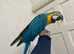 Young silly tame blue and gold macaw