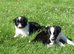 ****Beautiful Border Collie Puppies ****