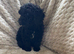 Cockapoo x poodle puppies