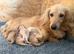 Longhaired cream miniature dachshunds