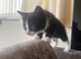 Female kitten