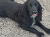 cocker spaniel female