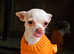 Precious Little Girl Chihuahua KC