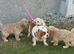 Lovely fluffy cavapoo pups £585