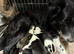 Puppies