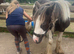 Hermits bred filly silver dapple tobiano