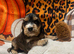 Show cocker spaniel puppies