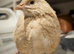 Coturnix Quail and Hatching Eggs