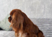 Kc Health Tested Ruby Cavalier King Charles At Stud
