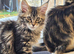 Tested SMA,PK,HCM,boy and girls.Maine Coon Kittens