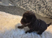 2 male toy poodles