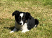 Border Collie Pups