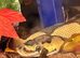 Male ball python