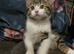 Kittens ready for new home