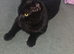 Male Kitten looking for a new home