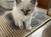 Adorable Ragdoll Kittens